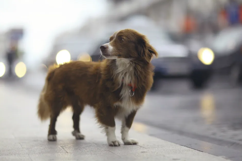 Qué hacer en las primeras 24 horas si tu mascota se perdió