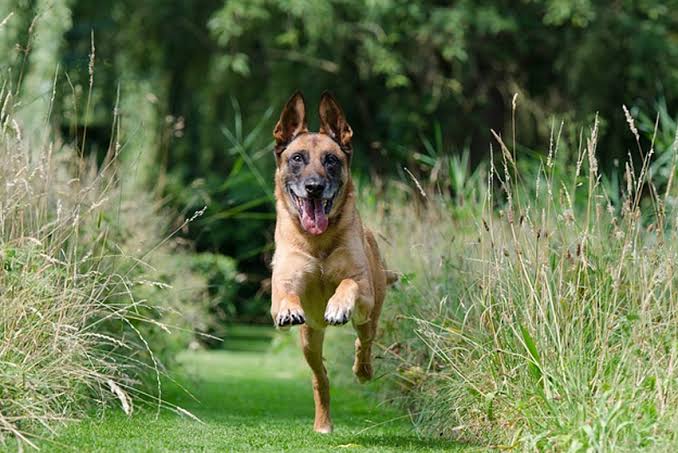 5 señales de que tu perro necesita más ejercicio
